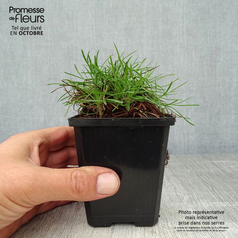 Esimerkki syksyllä toimitetusta Rusolaukkaneilikka Vesuvius 8/9 cm taimiruukku-taimesta