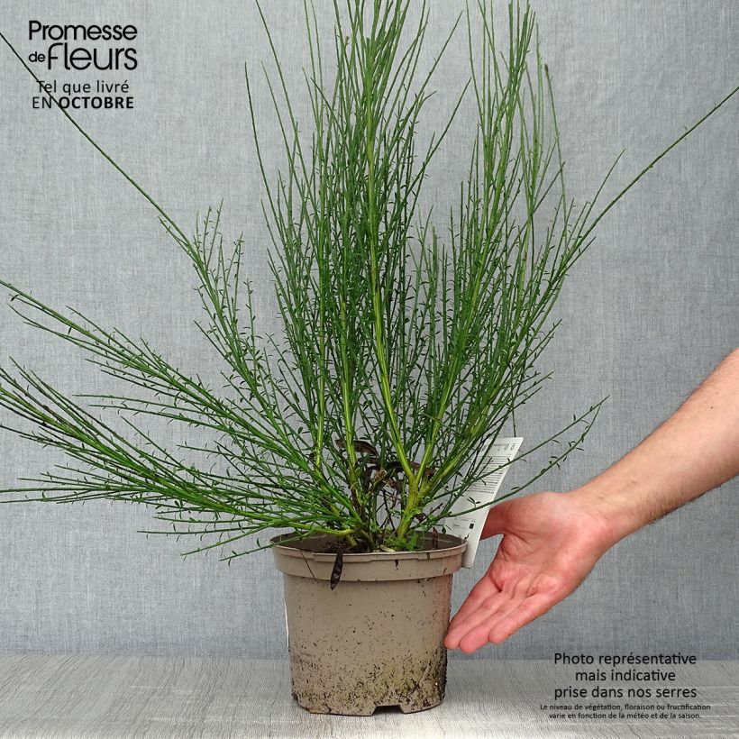 Esimerkki syksyllä toimitetusta Jänönvihma Cytisus Lena 2 litran/3 litran ruukku-taimesta