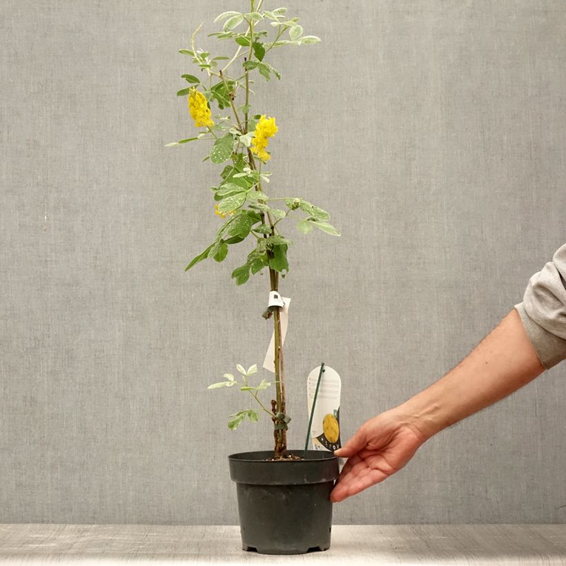 Esimerkki kesällä toimitetusta Vihma - Cytisus battandieri Pot de 3L/4L-taimesta