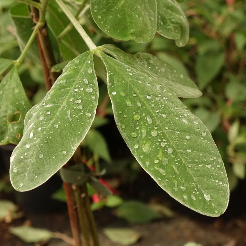 Vihma - Cytisus battandieri (Lehvistö)
