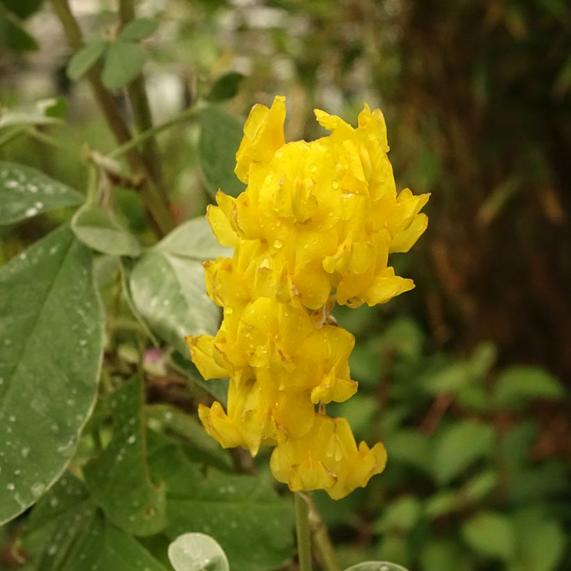 Vihma - Cytisus battandieri (Kukinta)