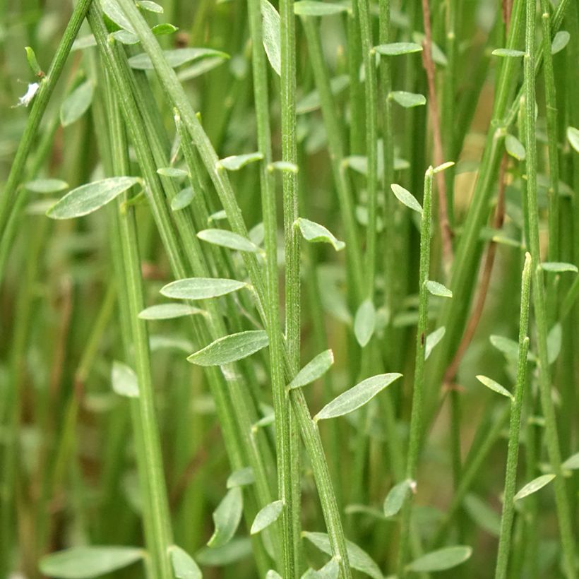 Kevätvihma Hollandia (Lehvistö)