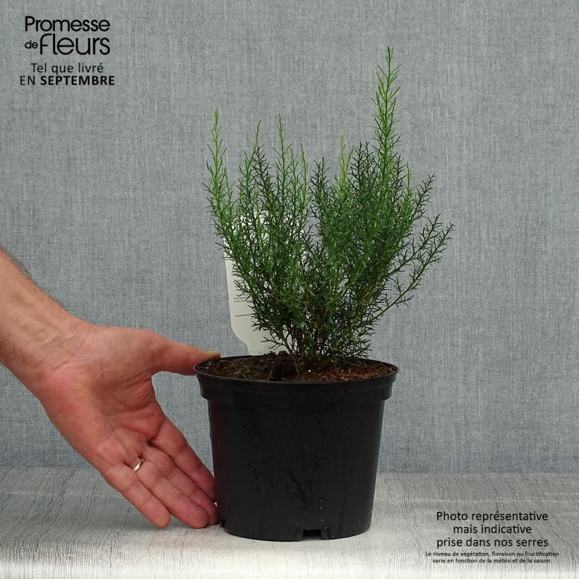 Esimerkki syksyllä toimitetusta Värihernee - Genista hispanica 2 litran/3 litran ruukku-taimesta