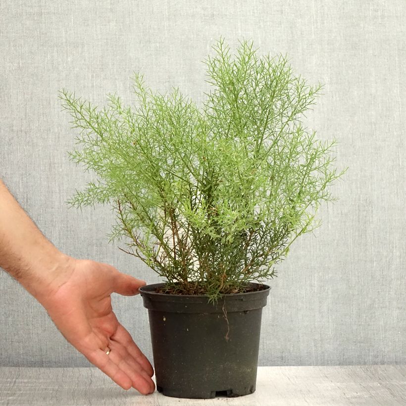 Esimerkki kesällä toimitetusta Värihernee - Genista hispanica Pot de 2L/3L-taimesta