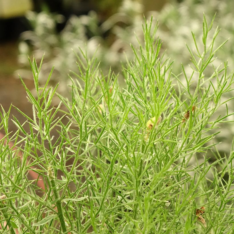 Värihernee - Genista hispanica (Lehvistö)