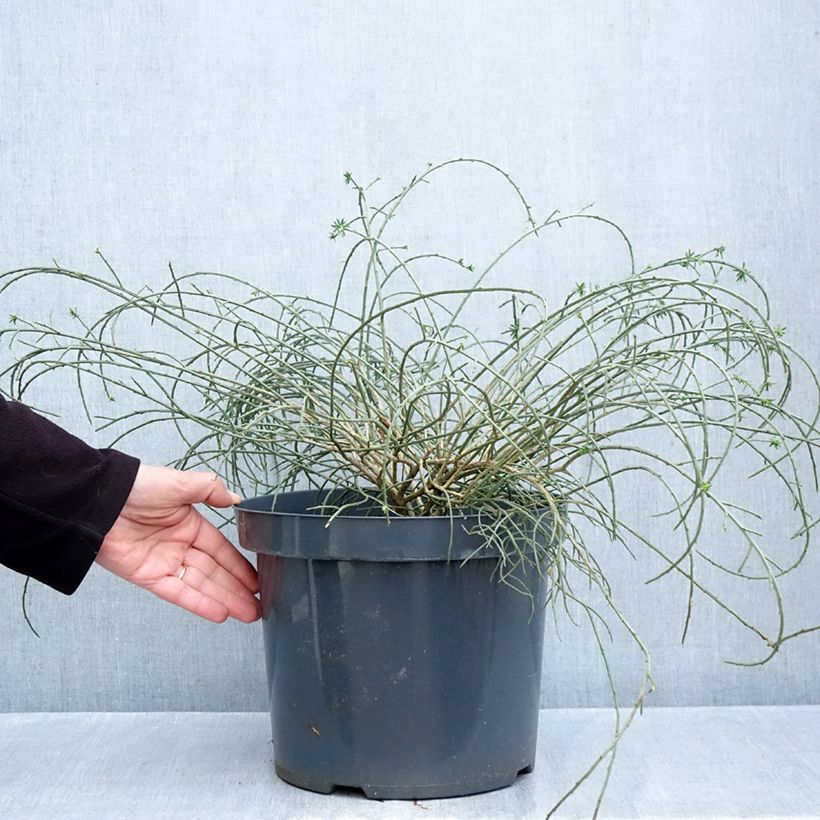 Esimerkki syksyllä toimitetusta Lyydianväriherne - Genista lydia 7,5 litran / 10 litran ruukku-taimesta