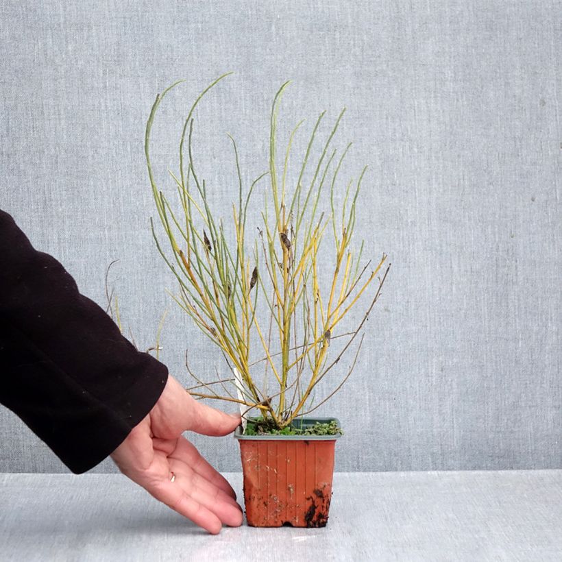 Esimerkki syksyllä toimitetusta Kevätvihma - Cytisus x praecox 8/9 cm taimiruukku-taimesta