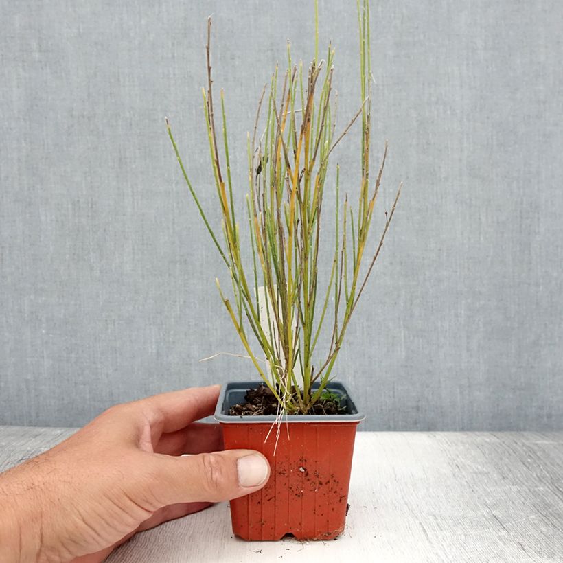 Esimerkki kesällä toimitetusta Kevätvihma - Cytisus x praecox Godet de 8/9 cm-taimesta