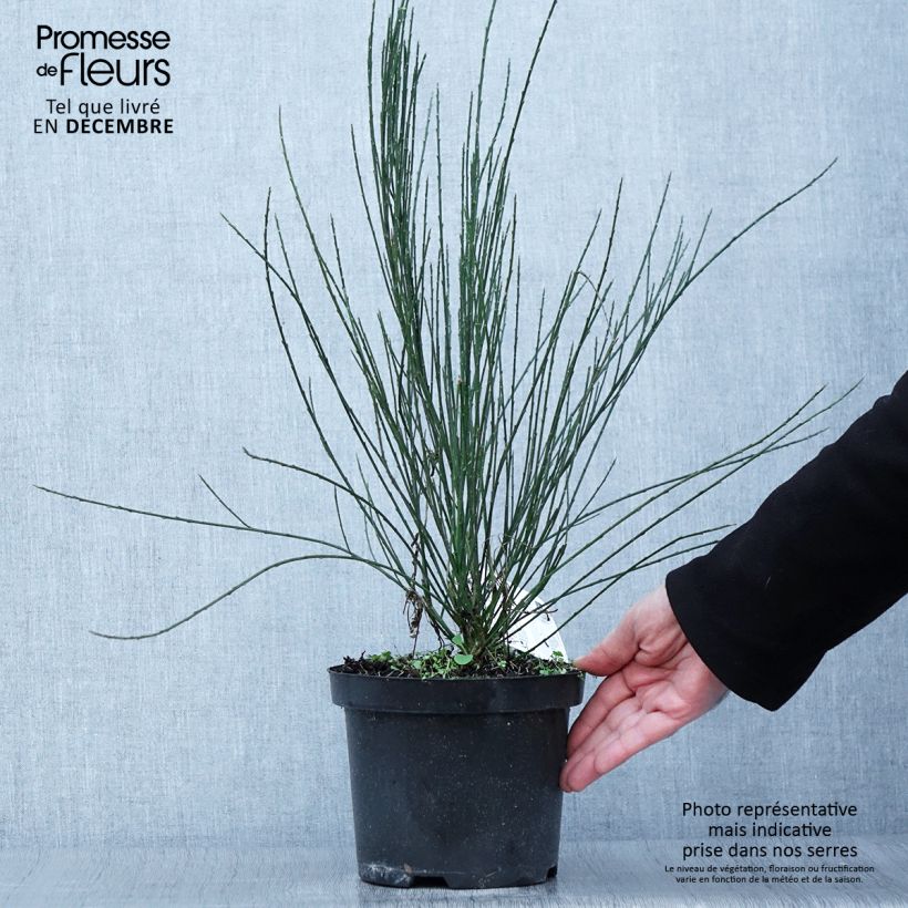 Esimerkki syksyllä toimitetusta Kevätvihma - Cytisus x praecox 2 litran/3 litran ruukku-taimesta