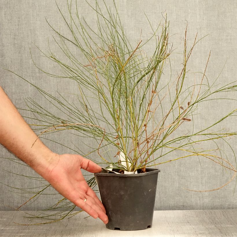 Esimerkki kesällä toimitetusta Kevätvihma - Cytisus x praecox Pot de 2L/3L-taimesta