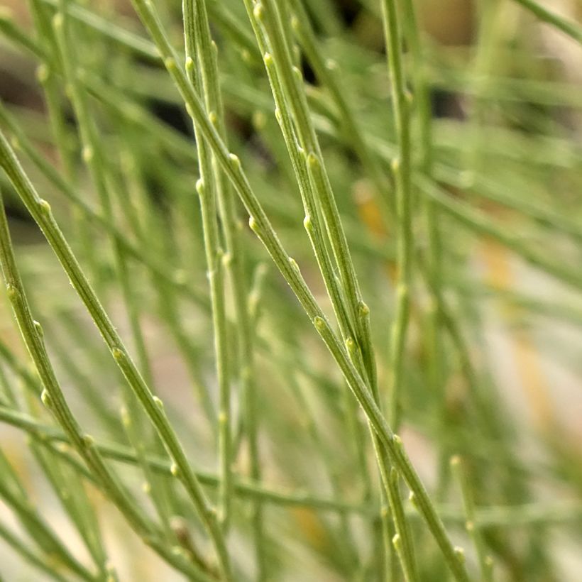 Kevätvihma - Cytisus x praecox (Lehvistö)
