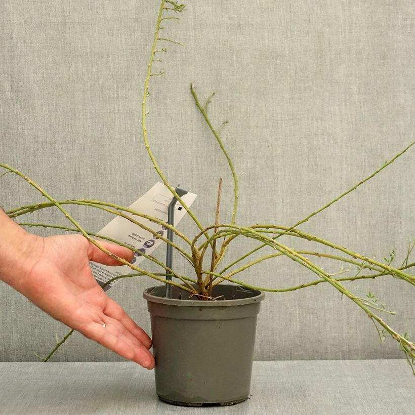 Esimerkki kesällä toimitetusta Loistovihma - Cytisus kewensis 2 litran/3 litran ruukku-taimesta