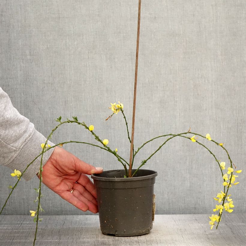 Esimerkki keväällä toimitetusta Loistovihma - Cytisus kewensis Pot de 2L/3L-taimesta