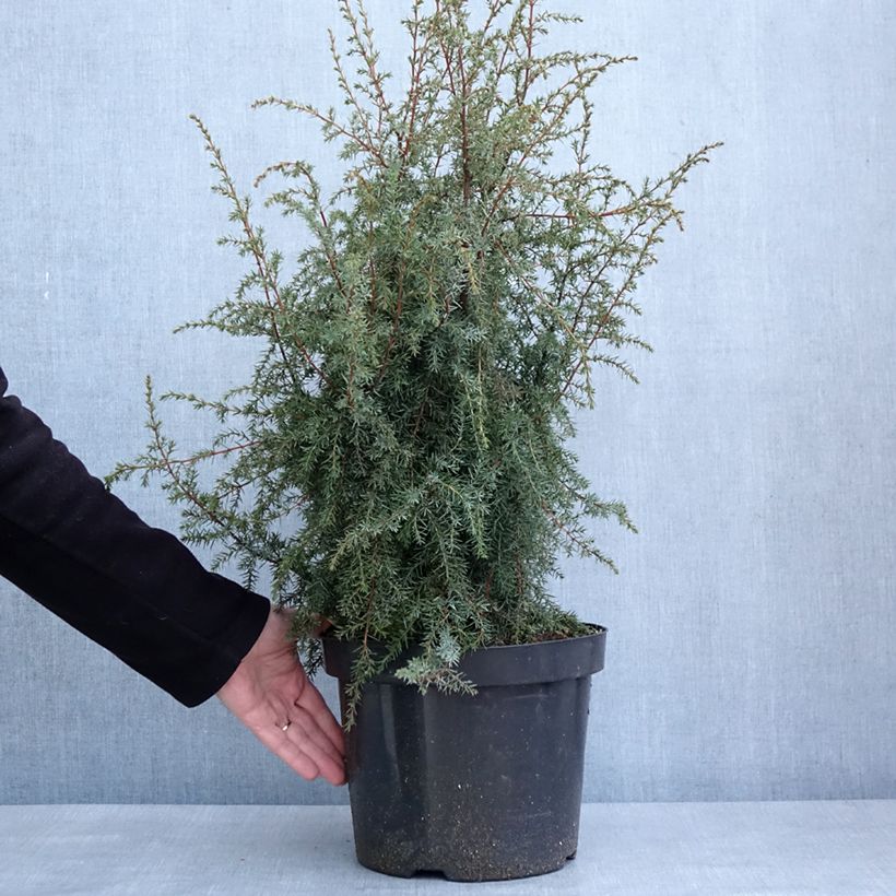 Esimerkki talvella toimitetusta Genévrier commun - Juniperus communis Hibernica Pot de 7,5L/10L-taimesta
