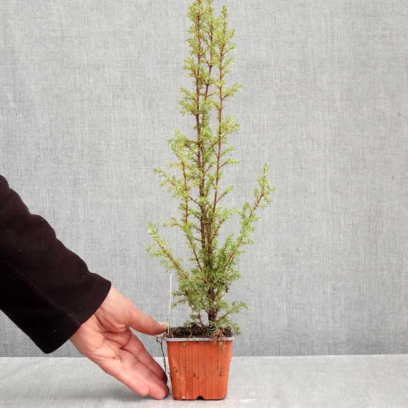 Esimerkki syksyllä toimitetusta Kataja Hibernica 8/9 cm taimiruukku-taimesta