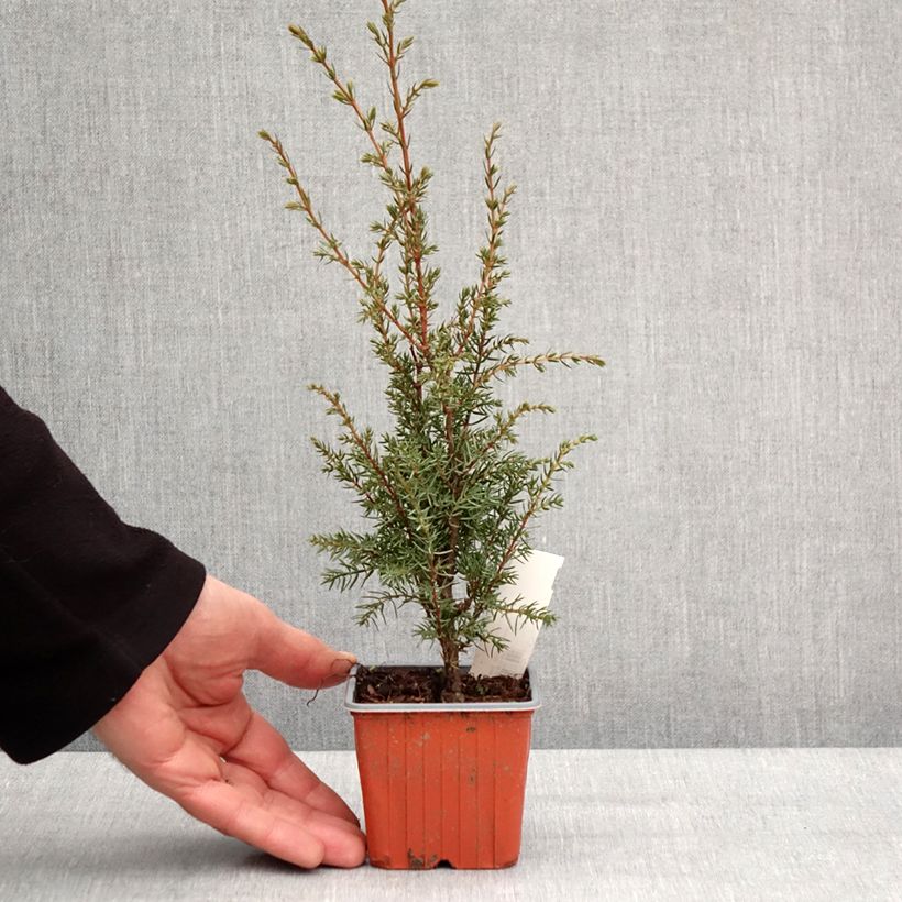 Esimerkki talvella toimitetusta Genévrier commun - Juniperus communis Hibernica Godet de 8/9 cm-taimesta