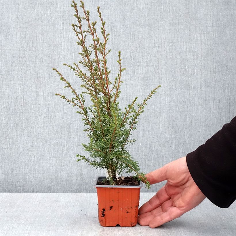 Esimerkki keväällä toimitetusta Kataja Hibernica Taimiruukku 8/9 cm-taimesta