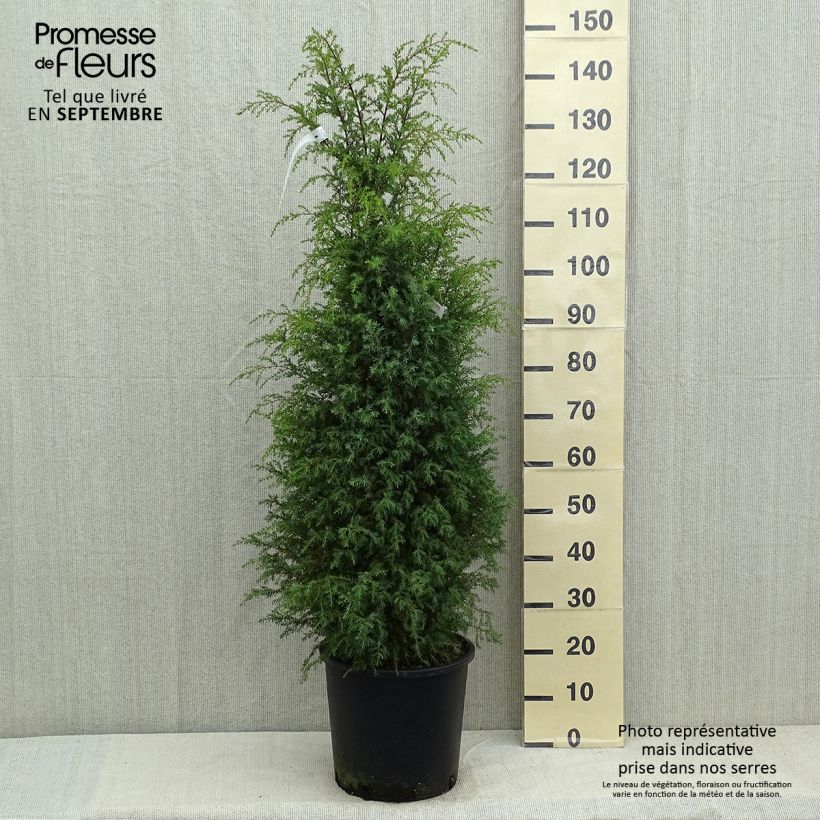 Esimerkki kesällä toimitetusta Kataja Pyramidalis Ruukku 12L / 15L-taimesta