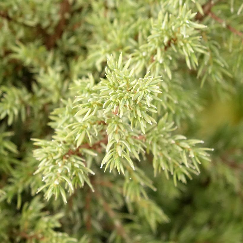 Kataja Pyramidalis (Lehvistö)