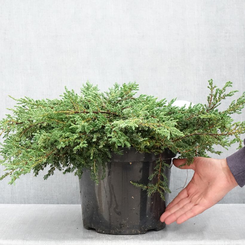 Esimerkki keväällä toimitetusta Kataja Repanda Pot de 7,5L/10L-taimesta