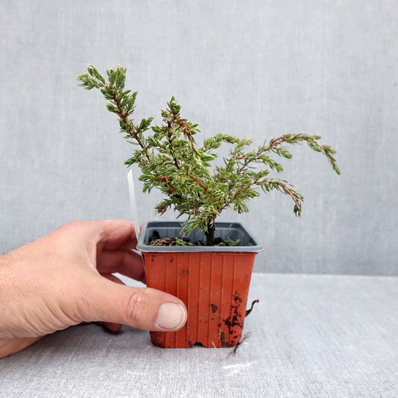 Esimerkki syksyllä toimitetusta Kataja Repanda 8/9 cm taimiruukku-taimesta