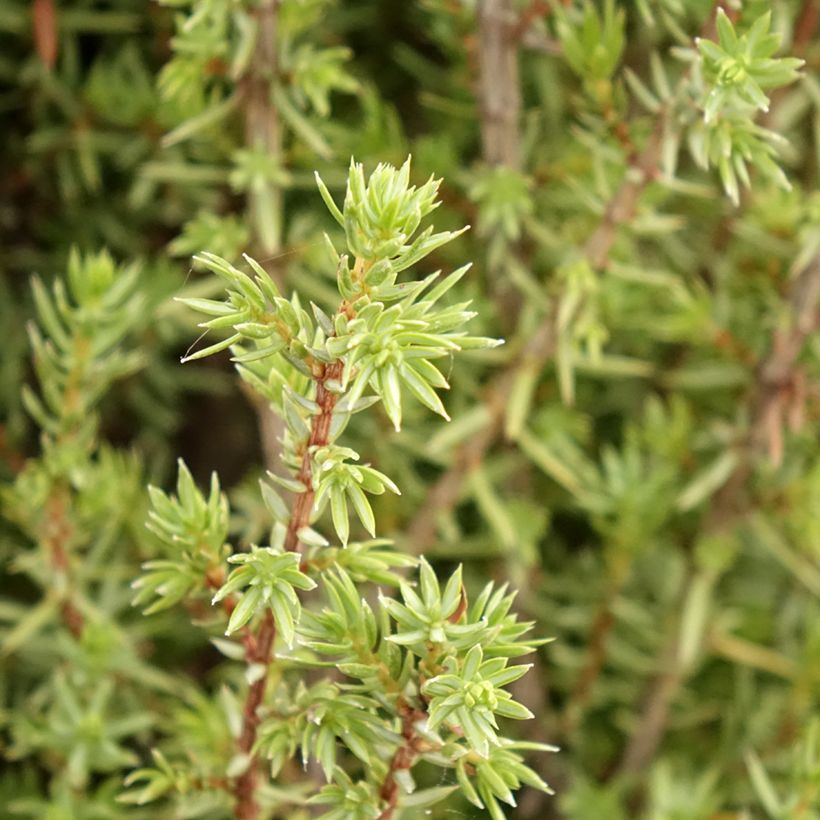 Kataja Sentinel (Lehvistö)