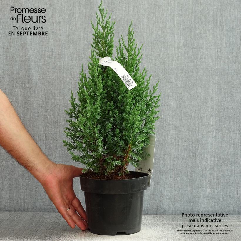 Esimerkki kesällä toimitetusta Kiinankataja Stricta Pot de 2L/3L-taimesta