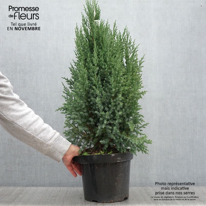 Esimerkki syksyllä toimitetusta Kiinankataja Stricta 7,5 litran / 10 litran ruukku-taimesta