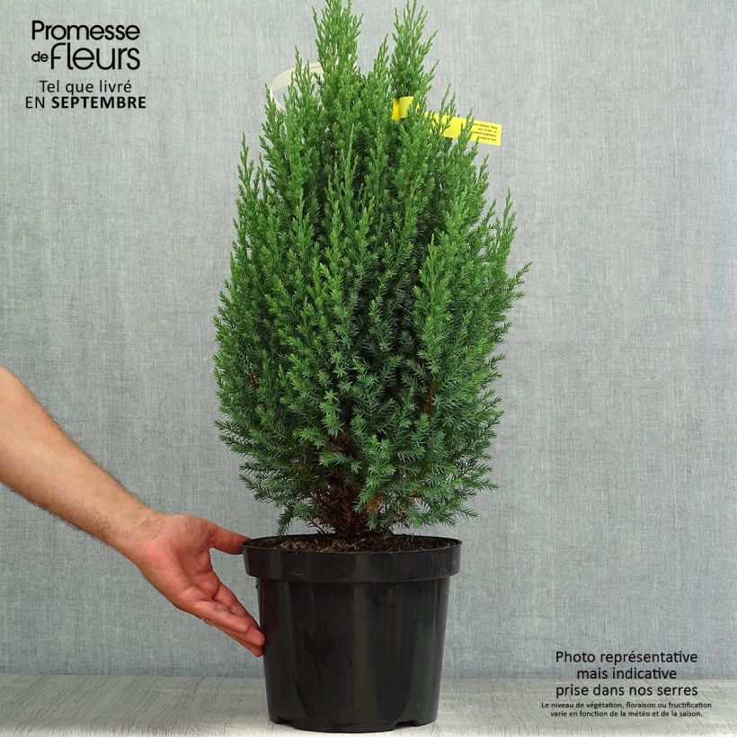 Esimerkki kesällä toimitetusta Kiinankataja Stricta Pot de 7,5L/10L-taimesta
