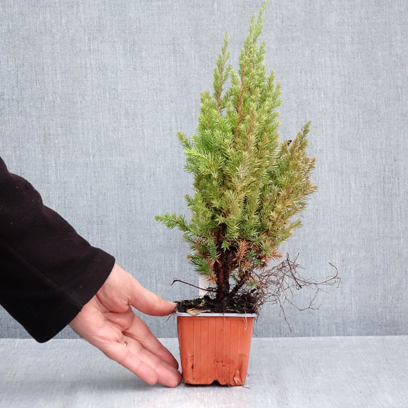 Esimerkki syksyllä toimitetusta Kiinankataja Stricta 8/9 cm taimiruukku-taimesta