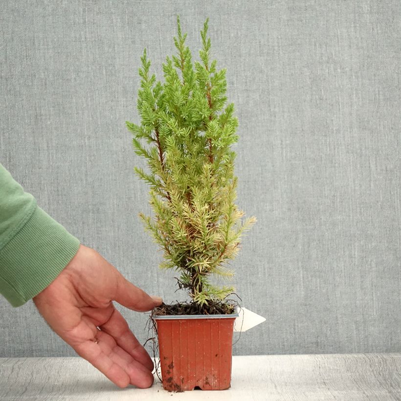 Esimerkki kesällä toimitetusta Kiinankataja Stricta Godet de 8/9 cm-taimesta