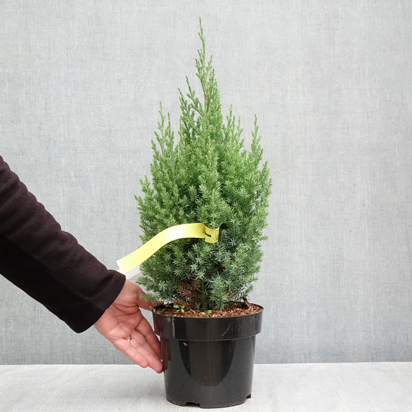 Esimerkki syksyllä toimitetusta Kiinankataja Stricta 2 litran/3 litran ruukku-taimesta
