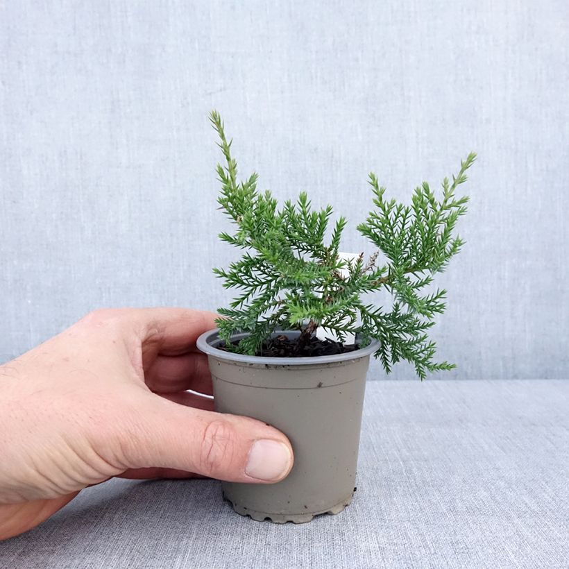 Esimerkki talvella toimitetusta Pfitzeriankataja Compacta 8/9 cm taimiruukku-taimesta