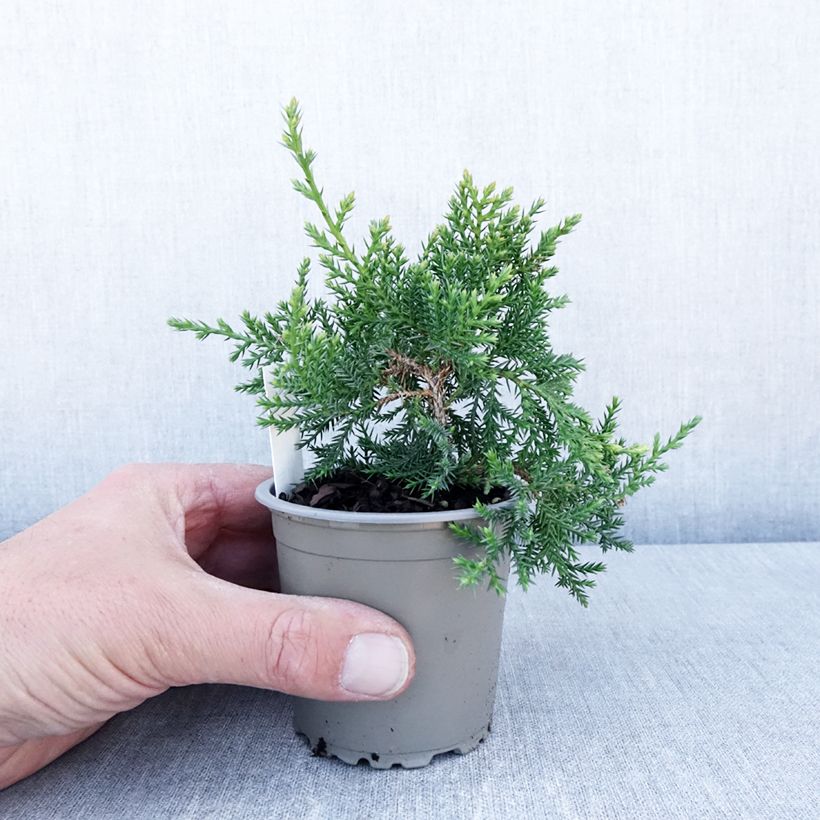 Esimerkki keväällä toimitetusta Pfitzeriankataja Compacta Godet de 8/9 cm-taimesta