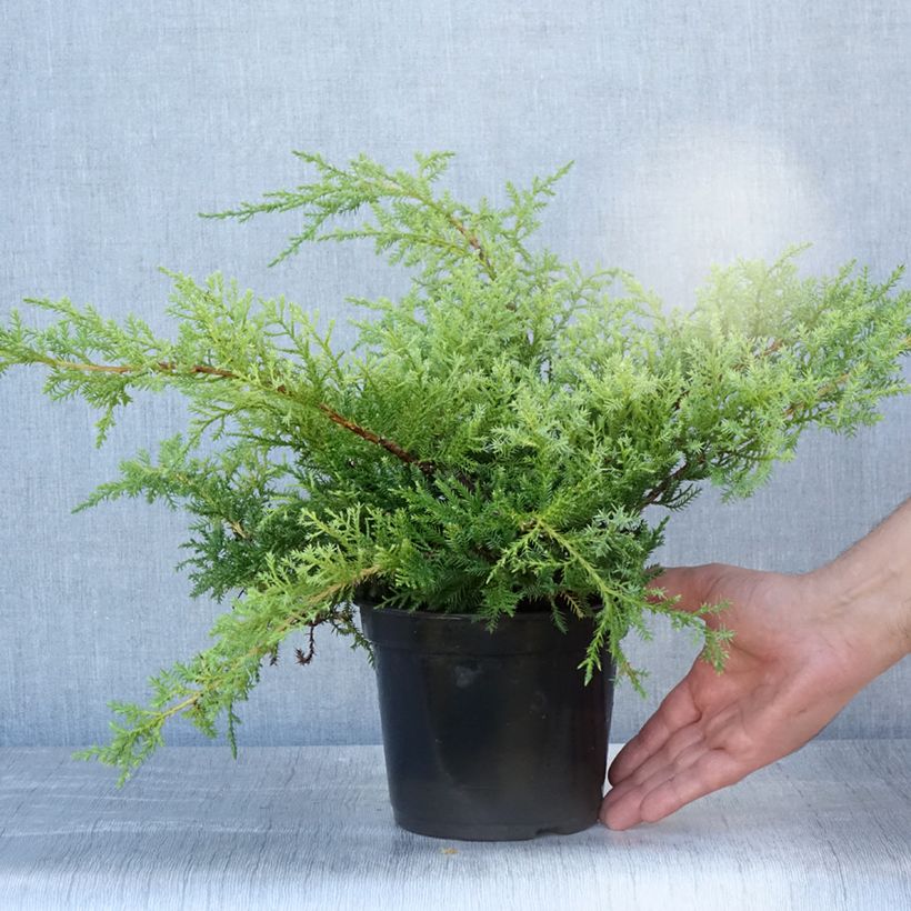 Esimerkki kesällä toimitetusta Pfitzeriankataja Compacta Pot de 2L/3L-taimesta