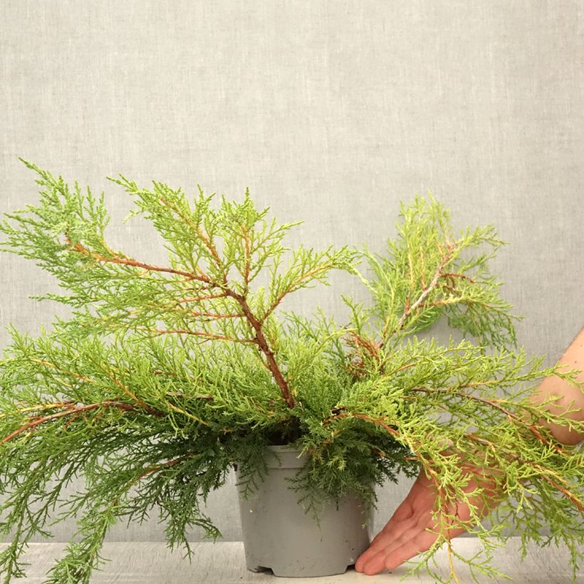 Esimerkki kesällä toimitetusta Tarhakataja Pfitzeriana Pot de 2L/3L-taimesta