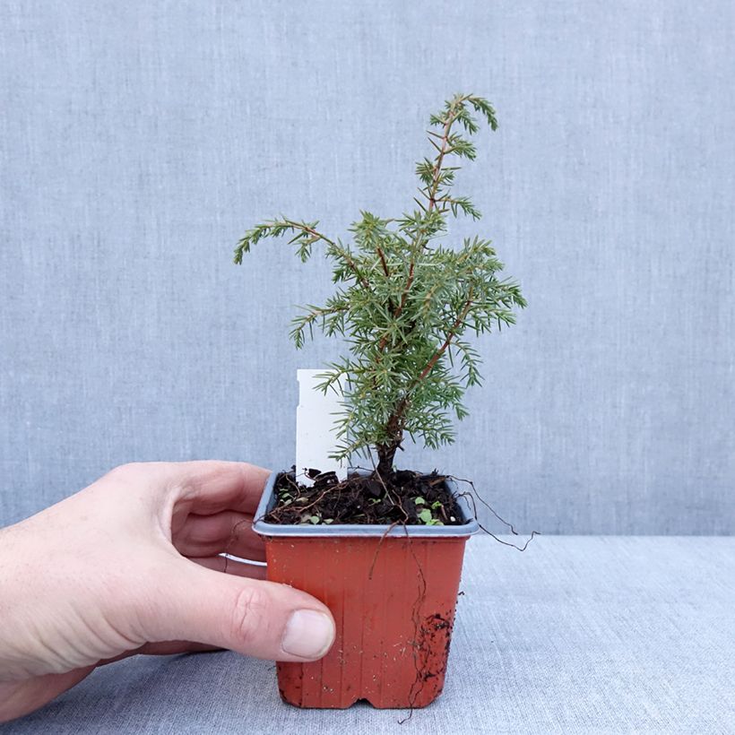 Esimerkki talvella toimitetusta Genévrier de Suède - Juniperus communis Suecica Godet de 8/9 cm-taimesta