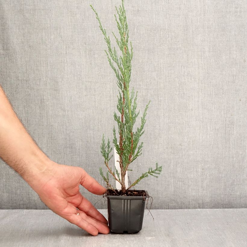 Esimerkki syksyllä toimitetusta Kalliokataja Blue Arrow 8/9 cm taimiruukku-taimesta