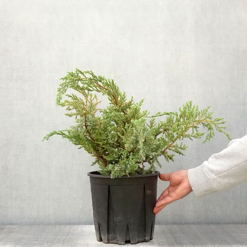 Esimerkki kesällä toimitetusta Himalajankataja Blue Carpet Pot de 4L/5L-taimesta