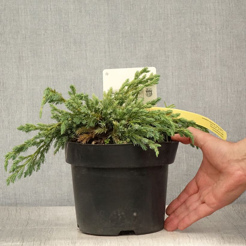 Esimerkki kesällä toimitetusta Himalajankataja Blue Spider Pot de 2L/3L-taimesta