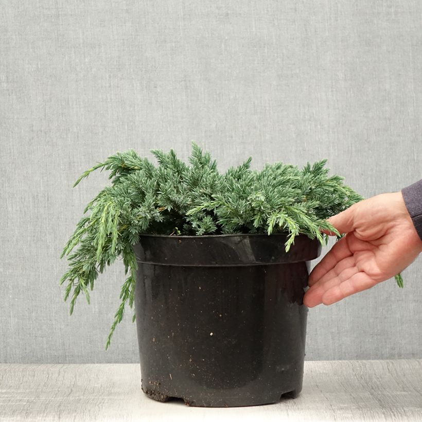Esimerkki kesällä toimitetusta Himalajankataja Blue Spider Pot de 7,5L/10L-taimesta