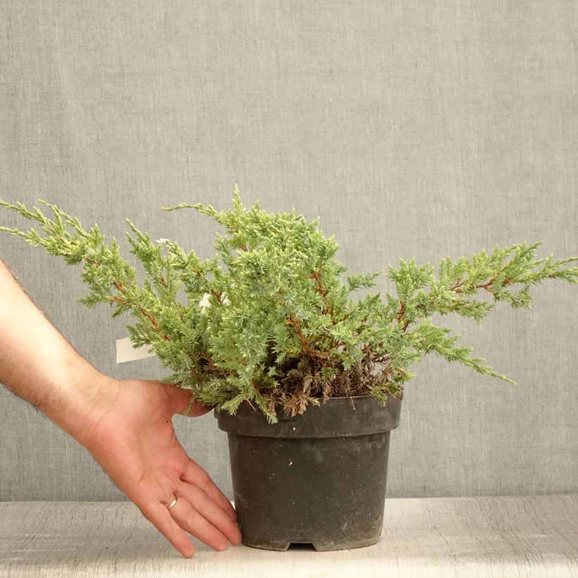 Esimerkki kesällä toimitetusta Himalajankataja Dream Joy Pot de 2L/3L-taimesta