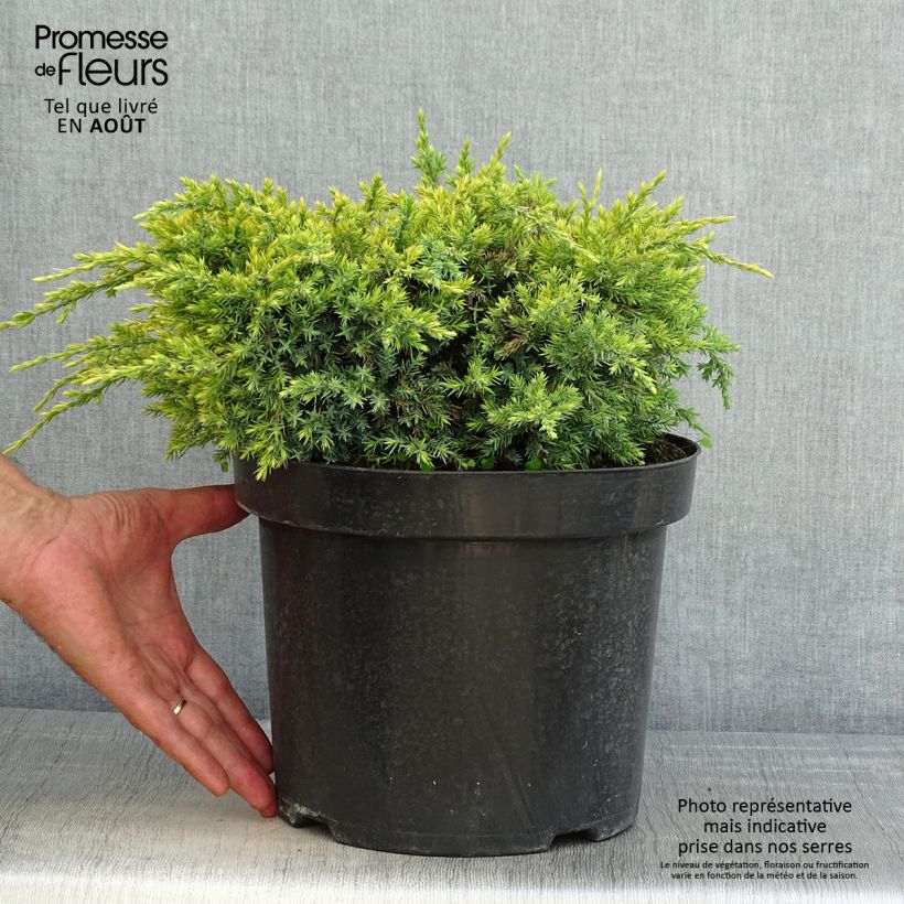 Esimerkki kesällä toimitetusta Himalajankataja Dream Joy Pot de 7,5L/10L-taimesta