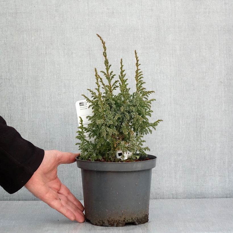 Esimerkki talvella toimitetusta Genévrier écailleux - Juniperus squamata Loderi Pot de 2L/3L-taimesta