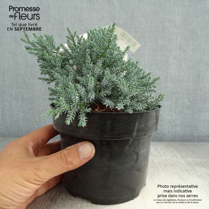 Esimerkki kesällä toimitetusta Himalajankataja Tropical Blue Pot de 2L/3L-taimesta