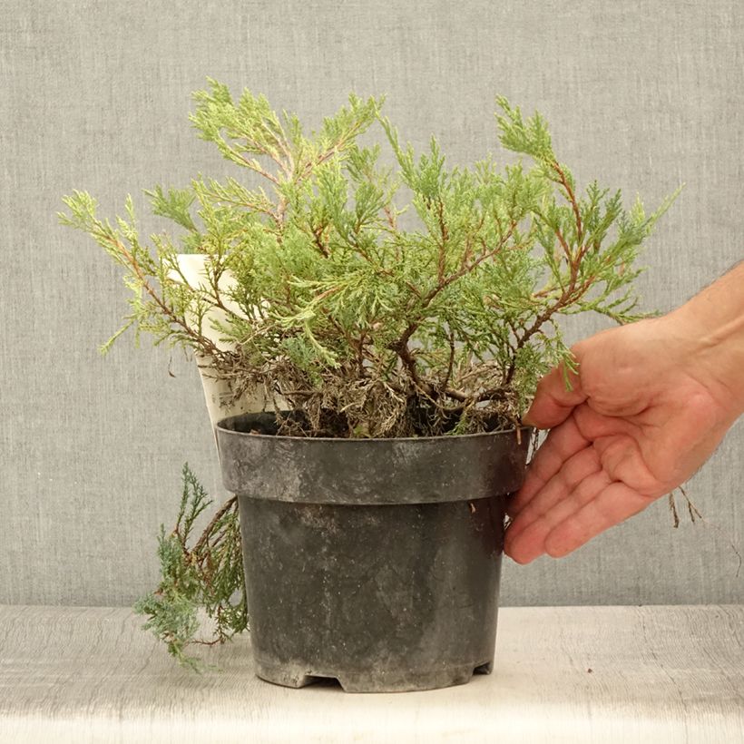 Esimerkki kesällä toimitetusta Laakakataja Agnieszka Pot de 2L/3L-taimesta