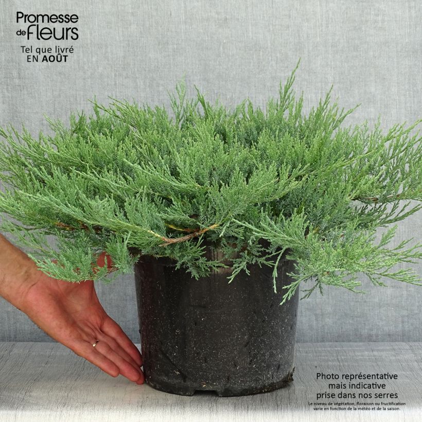 Esimerkki kesällä toimitetusta Laakakataja Agnieszka Pot de 7,5L/10L-taimesta