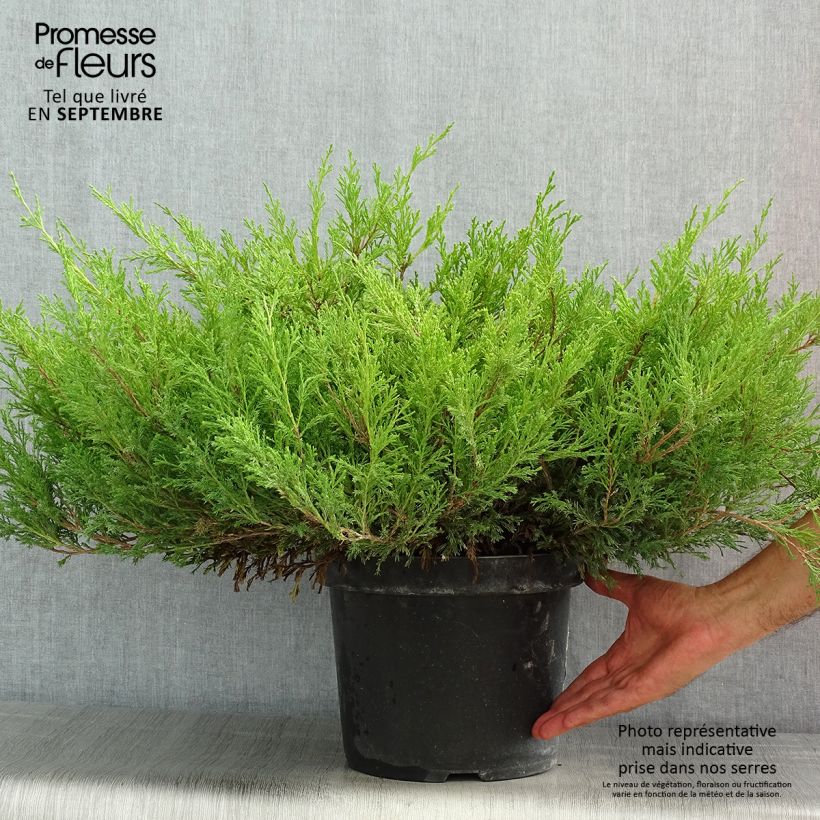 Esimerkki kesällä toimitetusta Laakakataja Andorra Compact Pot de 7,5L/10L-taimesta