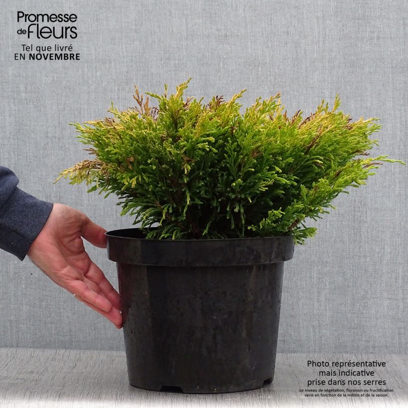 Esimerkki syksyllä toimitetusta Genévrier horizontal - Juniperus horizontalis Limeglow Pot de 7,5L/10L-taimesta