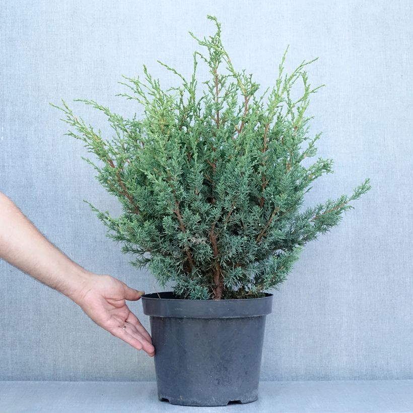 Esimerkki kesällä toimitetusta Kiinankataja Blaauw Ruukku 7,5L / 10L-taimesta